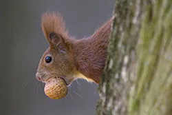 Wiewiórka (Sciurus vulgaris)