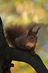 Wiewiórka (Sciurus vulgaris)