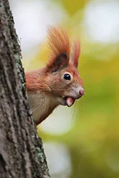 Wiewiórka (Sciurus vulgaris)