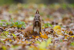Wiewiórka (Sciurus vulgaris)