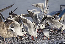 Black-headed Gull (Larus ridibundus)