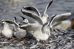 Black-headed Gull (Larus ridibundus)
