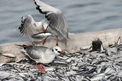 Black-headed Gull (Larus ridibundus)