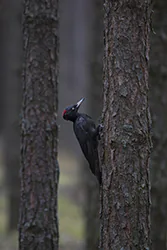 Dzięcioł czarny (Dryocopus martius)
