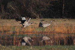Żuraw (Grus grus)
