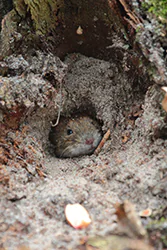 Nornik (Microtus arvalis)