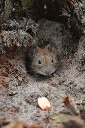 Nornik (Microtus arvalis)