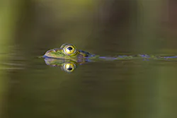 Żaba wodna (Rana esculenta)
