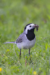Pliszka siwa (Motacilla alba)