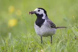 Pliszka siwa (Motacilla alba)