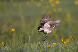 Pliszka siwa (Motacilla alba)