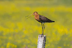 Rycyk (Limosa limosa)