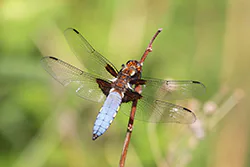 Ważka płaskobrzucha (Libellula depressa)