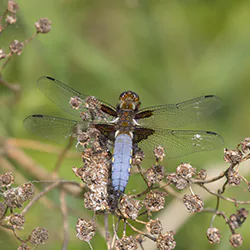 Ważka płaskobrzucha (Libellula depressa)