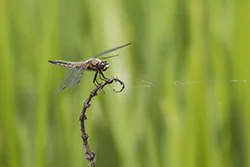Ważka czteroplama (Libellula quadrimaculata)