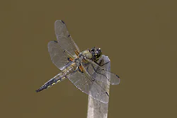 Ważka czteroplama (Libellula quadrimaculata)