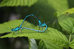 Azure Damselfly (Coenagrion puella)