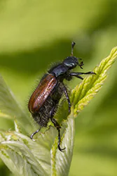 Ogrodnica niszczylistka (Phyllopertha horticola)