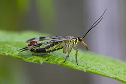 Wojsiłka pospolita (Panorpa communis)