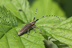 Zgrzytnica zielonkawowłosa (Agapanthia villosoviridescens)