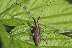 Zgrzytnica zielonkawowłosa (Agapanthia villosoviridescens)