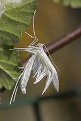 White Plume Moth (Pterophorus pentadactyla)