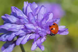 Seven-spot Ladybird (Coccinella septempunctata)