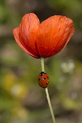 Seven-spot Ladybird (Coccinella septempunctata)