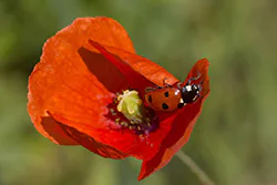 Seven-spot Ladybird (Coccinella septempunctata)