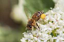 Pszczoła miodna (Apis mellifera)