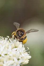 Pszczoła miodna (Apis mellifera)