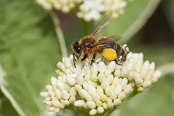 Pszczoła miodna (Apis mellifera)
