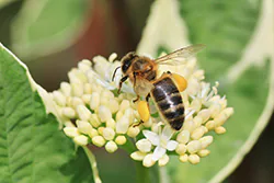 Pszczoła miodna (Apis mellifera)