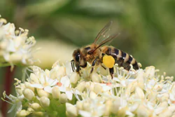 Pszczoła miodna (Apis mellifera)