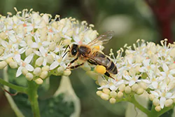 Pszczoła miodna (Apis mellifera)