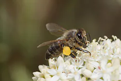 Pszczoła miodna (Apis mellifera)