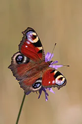 European Peacock (Inachis io)