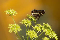 Rusałka kratkowiec (Araschnia levana)