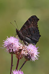 European Peacock (Inachis io)