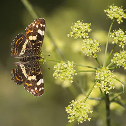 Rusałka kratkowiec (Araschnia levana)