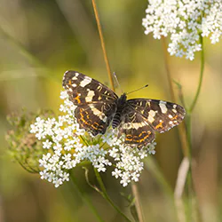 Rusałka kratkowiec (Araschnia levana)