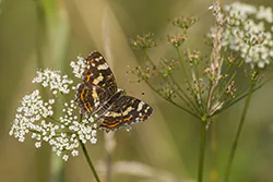 Rusałka kratkowiec (Araschnia levana)