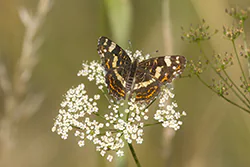 Rusałka kratkowiec (Araschnia levana)