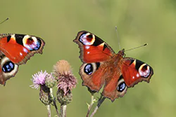 European Peacock (Inachis io)