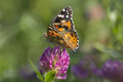 Painted Lady (Vanessa cardui)