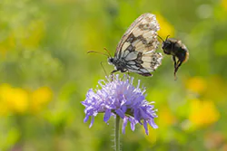 Polowiec szachownica (Melanargia galathea)