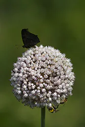 European Peacock (Inachis io)