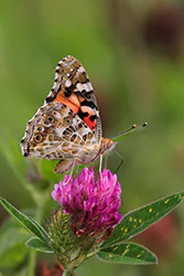 Painted Lady (Vanessa cardui)