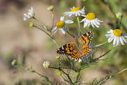 Painted Lady (Vanessa cardui)