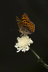 Queen of Spain Fritillary (Issoria lathonia)